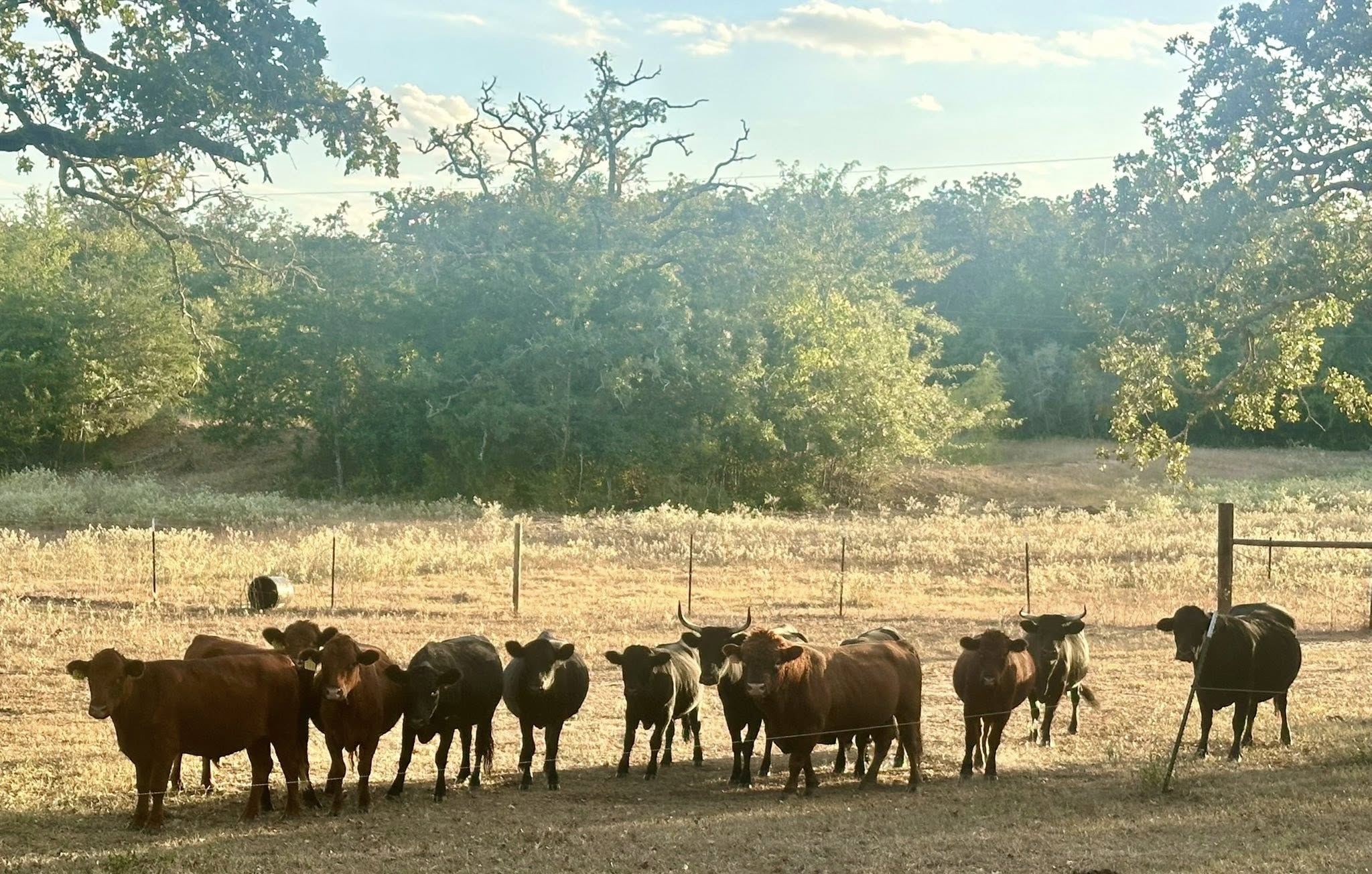 Cattle grouped near the fence line at Irish Acres RV Ranch