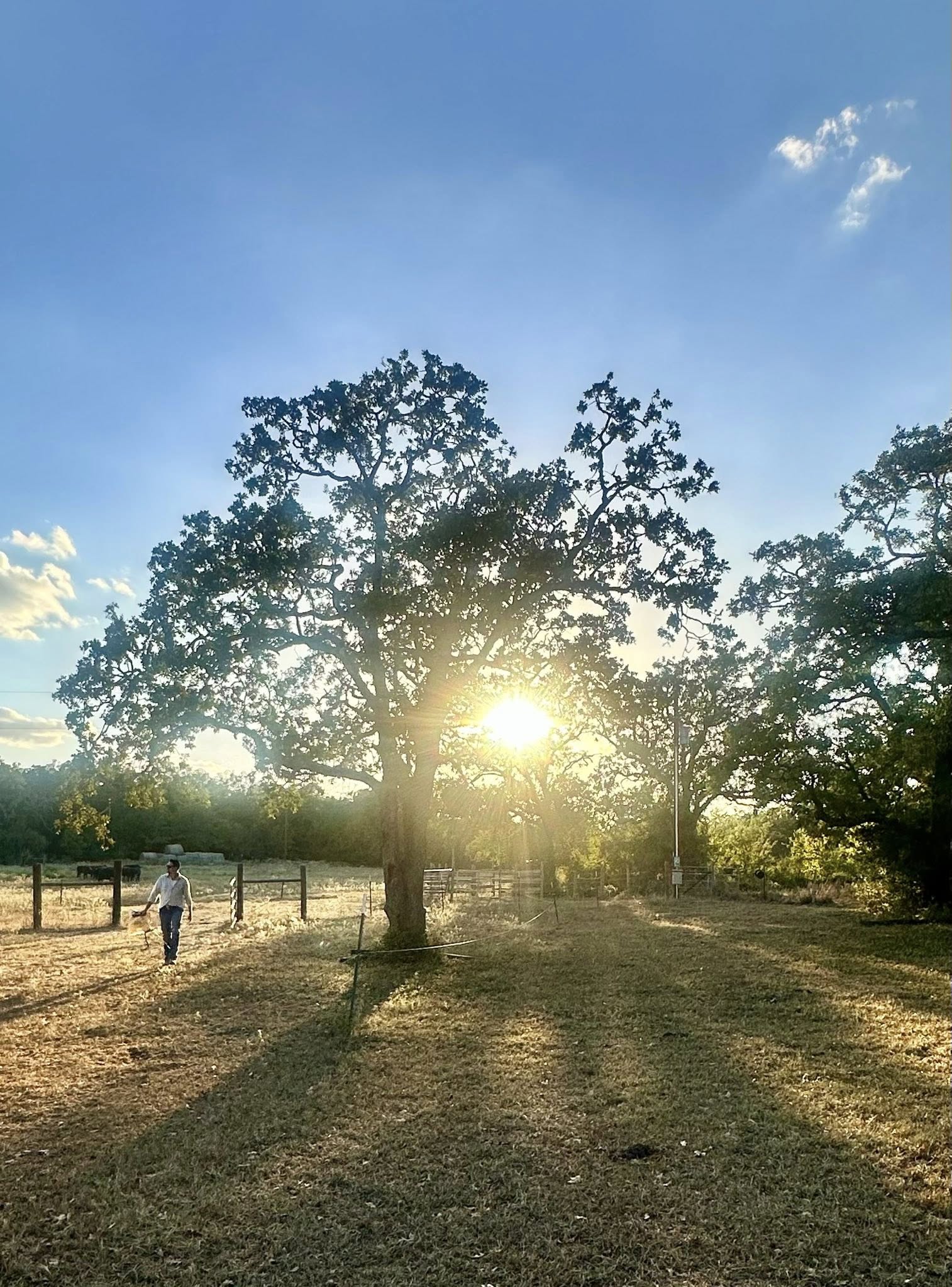 Scenic sunset filtering through trees over the pasture at Irish Acres